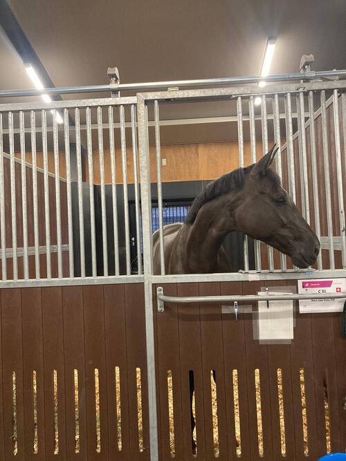 West Side Story OLD in ihrer Box im Equestrian Park Baji Koen (Bild: Team Wettstein)