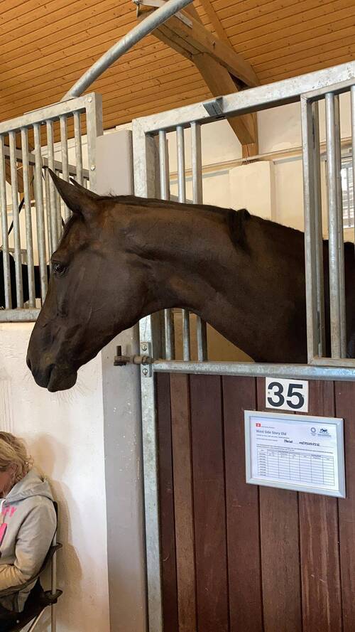 West Side Story OLD ist auf dem CHIO-Gelände in Aachen (GER) angekommen (Bild: Team Wettstein, 2021)